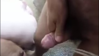 Sex thu viet nam đụ heo nái